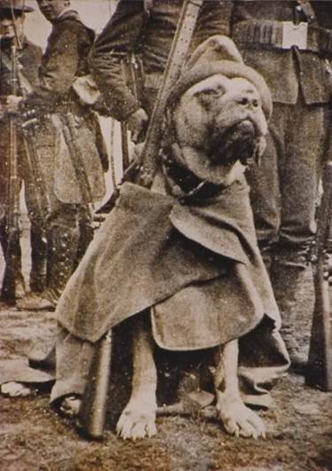 http://i96.photobucket.com/albums/l172/kanawa/dogs/jack_brutus-civilwar1stconn.jpg