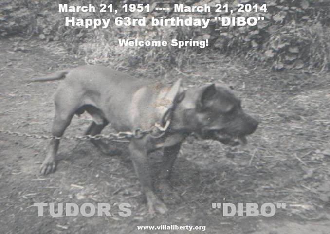 Copia de Tudor�s Dibo.